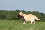 LABRADOR 498